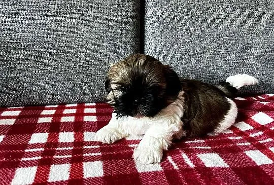 Szczeniaki Shih_ Tzu, Wielkopolskie, Kościan