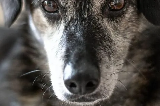 KAZIK - samotność nie jest mu w smak, adoptuj go s, Warszawa