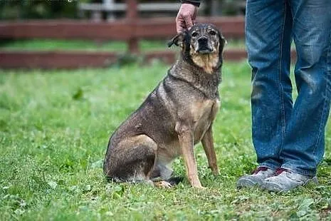 5 letni TOBI szuka domku, takiego na zawsze