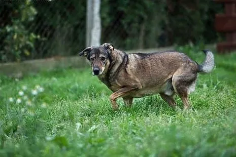 5 letni TOBI szuka domku, takiego na zawsze
