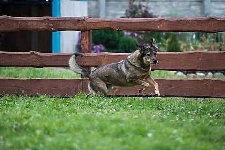 5 letni TOBI szuka domku, takiego na zawsze
