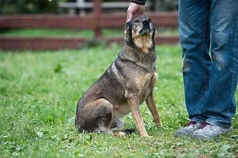 5 letni TOBI szuka domku, takiego na zawsze