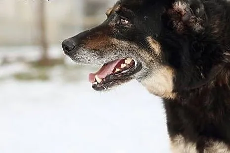 Pokochaj MORUSA psiaka o wielkim sercu,  mazowieck