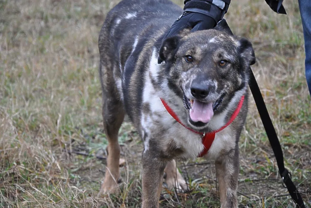 BOBAS-cudny, MERLE- przytulas i przylepa do adopcj