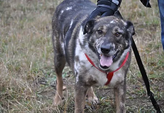 BOBAS-cudny, MERLE- przytulas i przylepa do adopcj