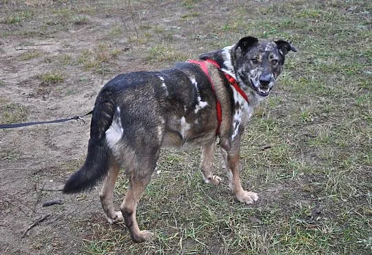 BOBAS-cudny, MERLE- przytulas i przylepa do adopcj