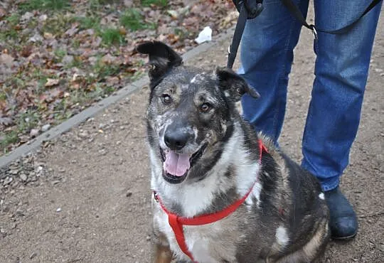 BOBAS-cudny, MERLE- przytulas i przylepa do adopcj
