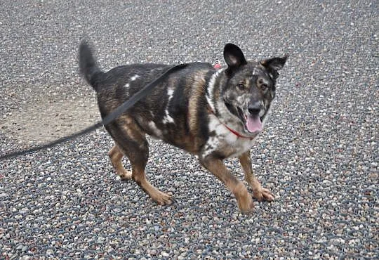 BOBAS-cudny, MERLE- przytulas i przylepa do adopcj