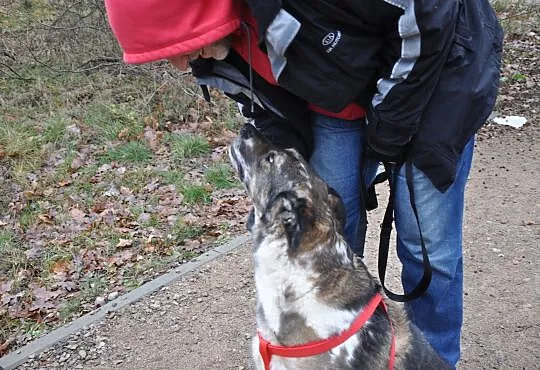 BOBAS-cudny, MERLE- przytulas i przylepa do adopcj