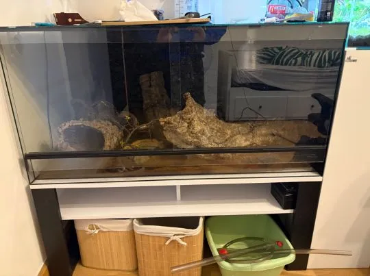 Boa dusiciel Albino (samiec 4 lata + Terrarium 120x60x60) z osprzetem i szafka, Mazowieckie, Warszawa
