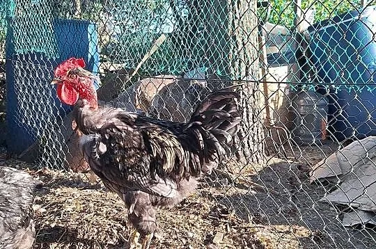 Kogut 15 tyg. Gołoszyjki, Barnwelder