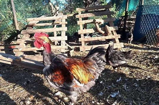 Kogut 15 tyg. Gołoszyjki, Barnwelder, Dolnośląskie, Bielany Wrocławskie