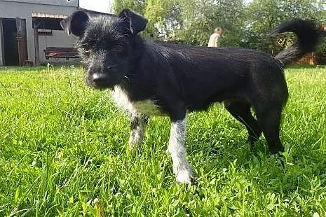 Muszka do adopcji 6kg sunia ,  mazowieckie Warszaw