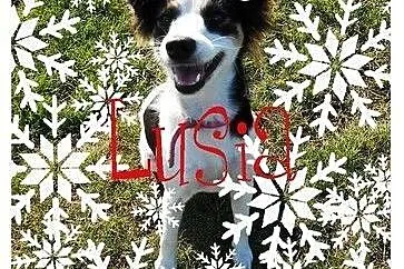 Lusia- psie dziecko czeka na Bożonarodzeniowy cud,