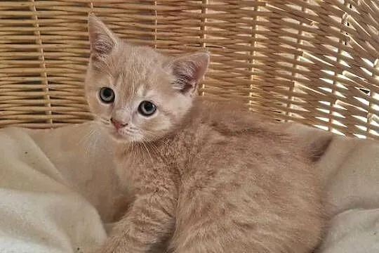Kocurek Brytyjski kremowy