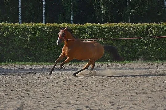 EKWADOR, Pomorskie, Tczew