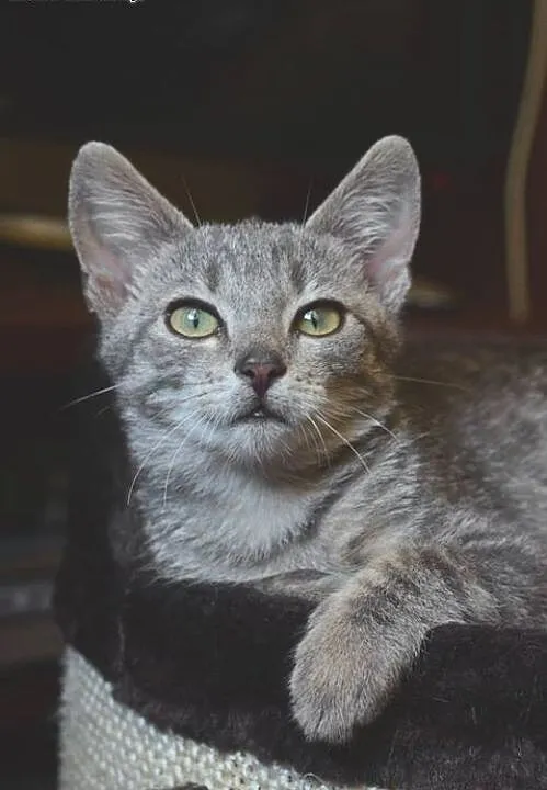 Srebrna kociczka 2 miesieczna,adopcja!!, świętokr