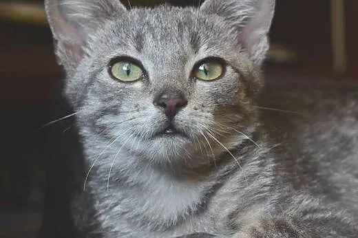 Srebrna kociczka 2 miesieczna,adopcja!!,  świętokr