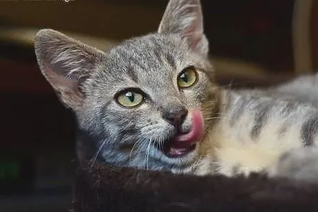 Srebrna kociczka 2 miesieczna,adopcja!!,  świętokr