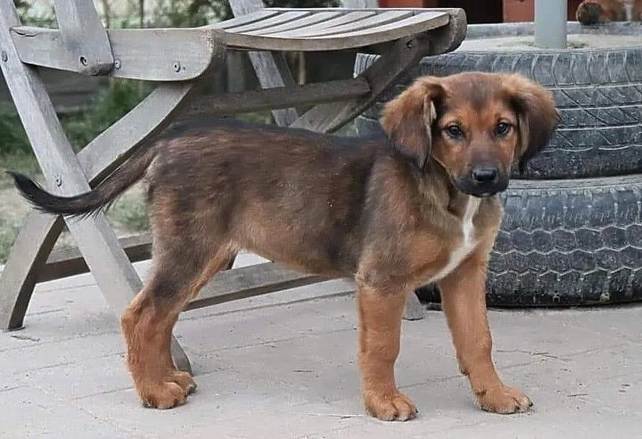 BEZA piękna rezolutna dziewczynka poleca się do adopcji, , Wrocław