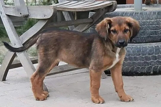 BEZA piękna rezolutna dziewczynka poleca się do adopcji
