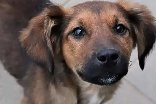 BEZA piękna rezolutna dziewczynka poleca się do adopcji, , Wrocław