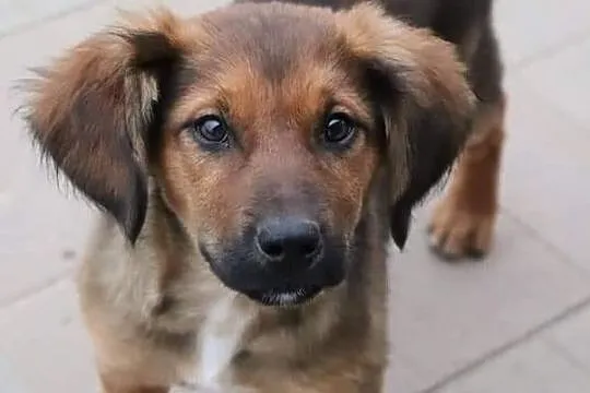 BEZA piękna rezolutna dziewczynka poleca się do adopcji, , Wrocław