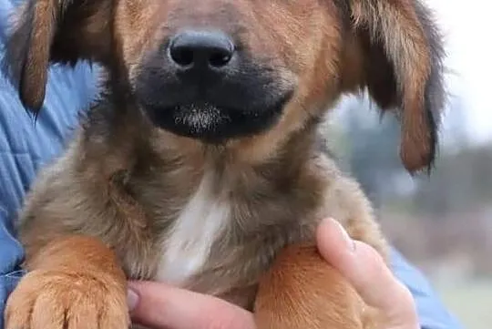 BEZA piękna rezolutna dziewczynka poleca się do adopcji, , Wrocław