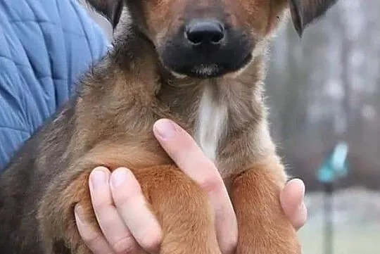 BEZA piękna rezolutna dziewczynka poleca się do adopcji, , Wrocław