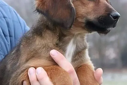 BEZA piękna rezolutna dziewczynka poleca się do adopcji, , Wrocław