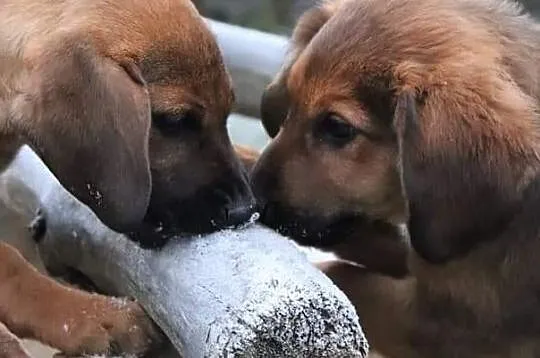 BEZA piękna rezolutna dziewczynka poleca się do adopcji, , Wrocław
