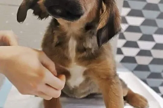 BEZA piękna rezolutna dziewczynka poleca się do adopcji, , Wrocław