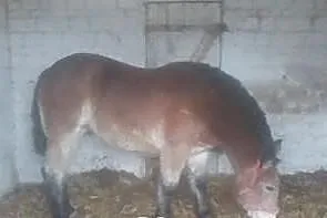 Źrebię