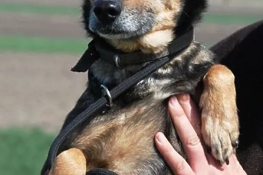 Malutka, łagodna Agfa szuka domu ADOPCJA,  małopol