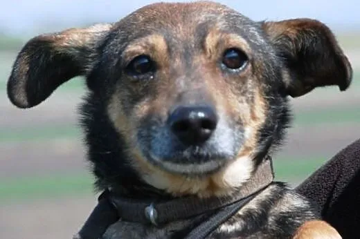 Malutka, łagodna Agfa szuka domu ADOPCJA,  małopol