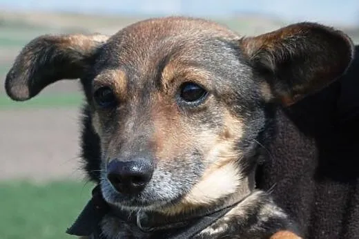 Malutka, łagodna Agfa szuka domu ADOPCJA,  małopol