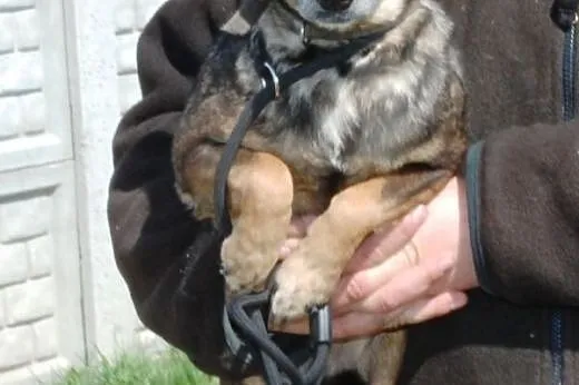 Malutka, łagodna Agfa szuka domu ADOPCJA,  małopol