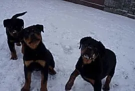 Szczenię Rottweiler