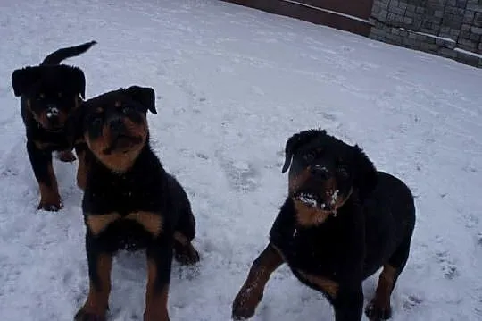 Szczenię Rottweiler
