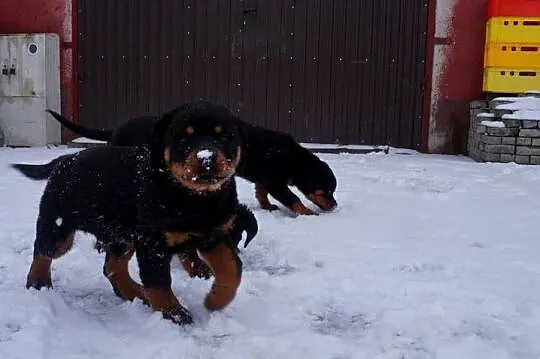 Szczenię Rottweiler, Kujawsko-pomorskie, Bydgoszcz