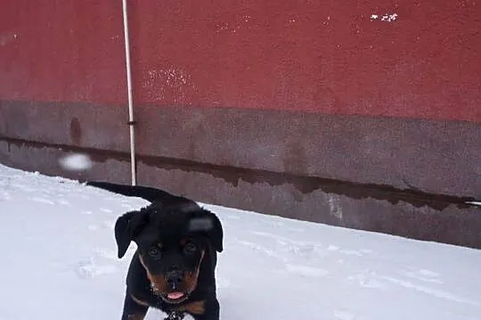 Szczenię Rottweiler, Kujawsko-pomorskie, Bydgoszcz