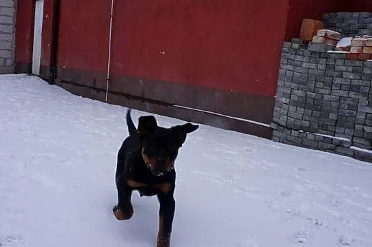Szczenię Rottweiler, Kujawsko-pomorskie, Bydgoszcz