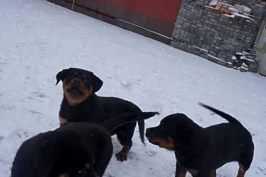 Szczenię Rottweiler, Kujawsko-pomorskie, Bydgoszcz