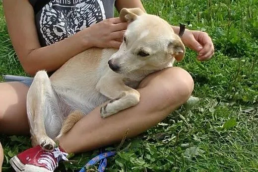 Fizia to śliczne psiątko - pokochasz naszą małą kr