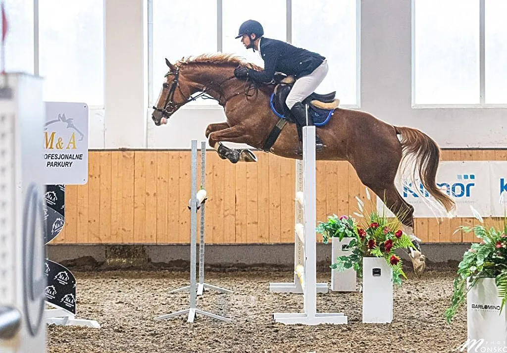 Klacz 7 lat Lord Star x Rytm x Dżahil, ,
