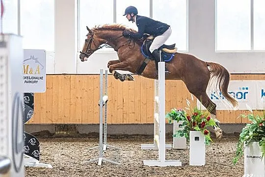Klacz 7 lat Lord Star x Rytm x Dżahil, , 