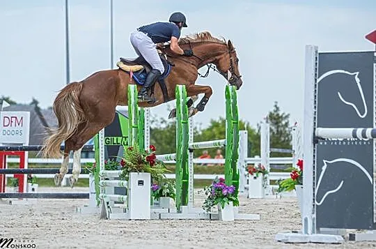 Klacz 7 lat Lord Star x Rytm x Dżahil, , 