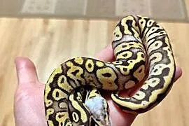 Pyton królewski samiec cb25