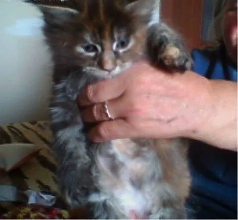 Kocieta MaineCoon o przepieknej urodzie!, wielkop