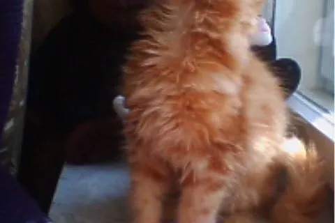 Kocieta MaineCoon o przepieknej urodzie!,  wielkop